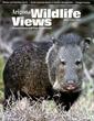 Arizona Wildlife Views